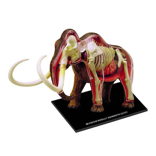 4D Vision™ Wooly Mammoth Anatomy Model